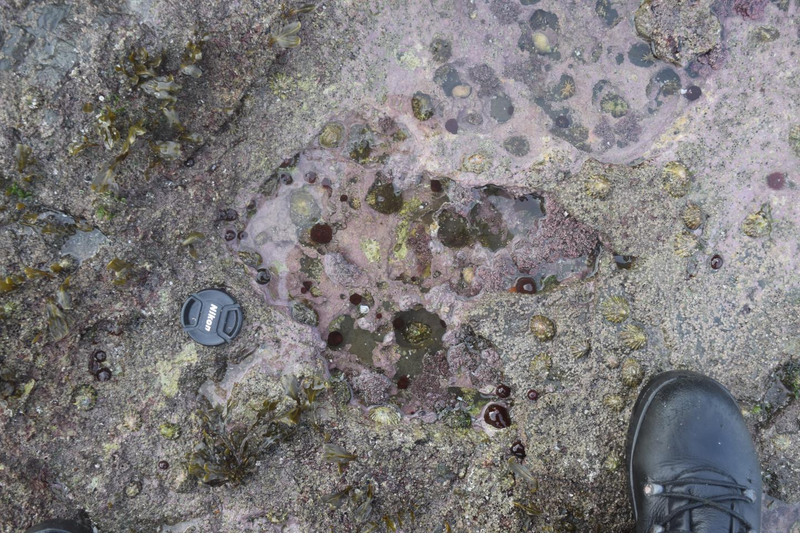 The meat-eating theropod who left this track measured about six feet in height.